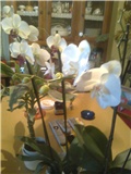 skupina orhidea